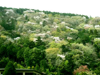 箱根の山桜.jpg