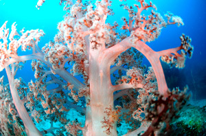 sofuto-koral.jpg